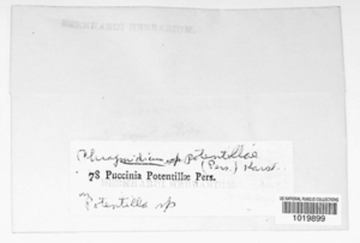 Pyrenopeziza potentillae image